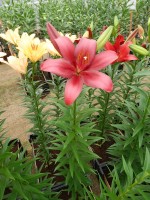 [4049 Constable No01.JPG]